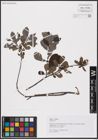 Foto von Salix aurita L.